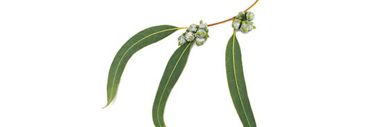 L'huile essentielle d'Eucalyptus Radiata